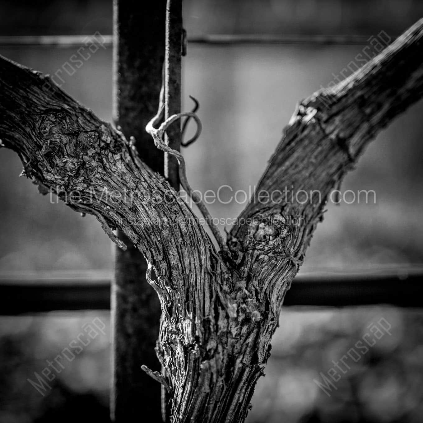 a grapevine trunk close up Black & White Office Art