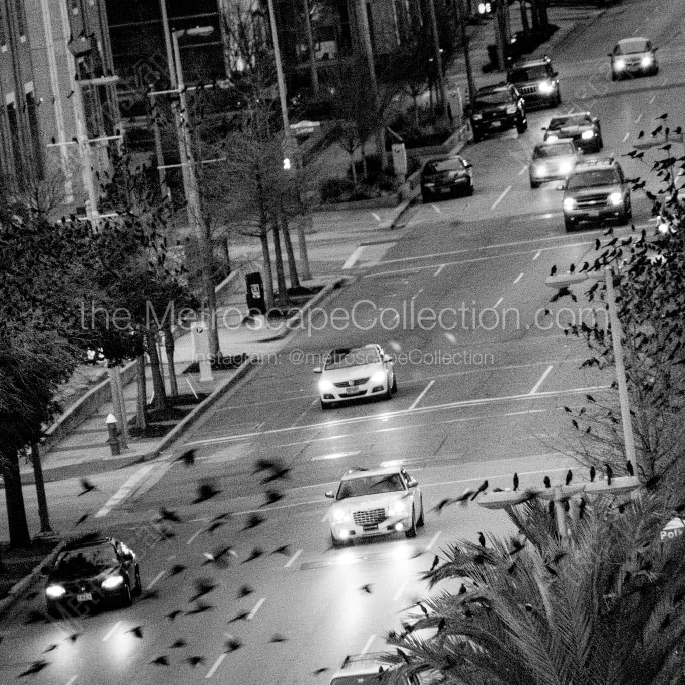 birds fly over la branch street Black & White Office Art