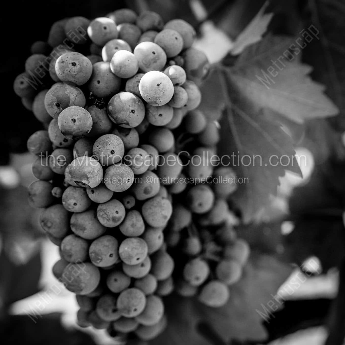 cabernet sauvignon grapes on the vine Black & White Office Art