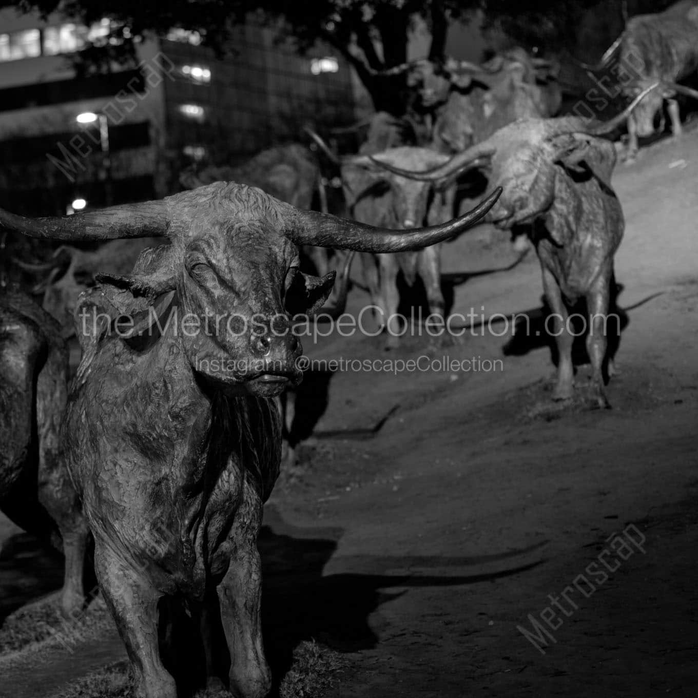 cattle statues pioneer plaza Black & White Office Art