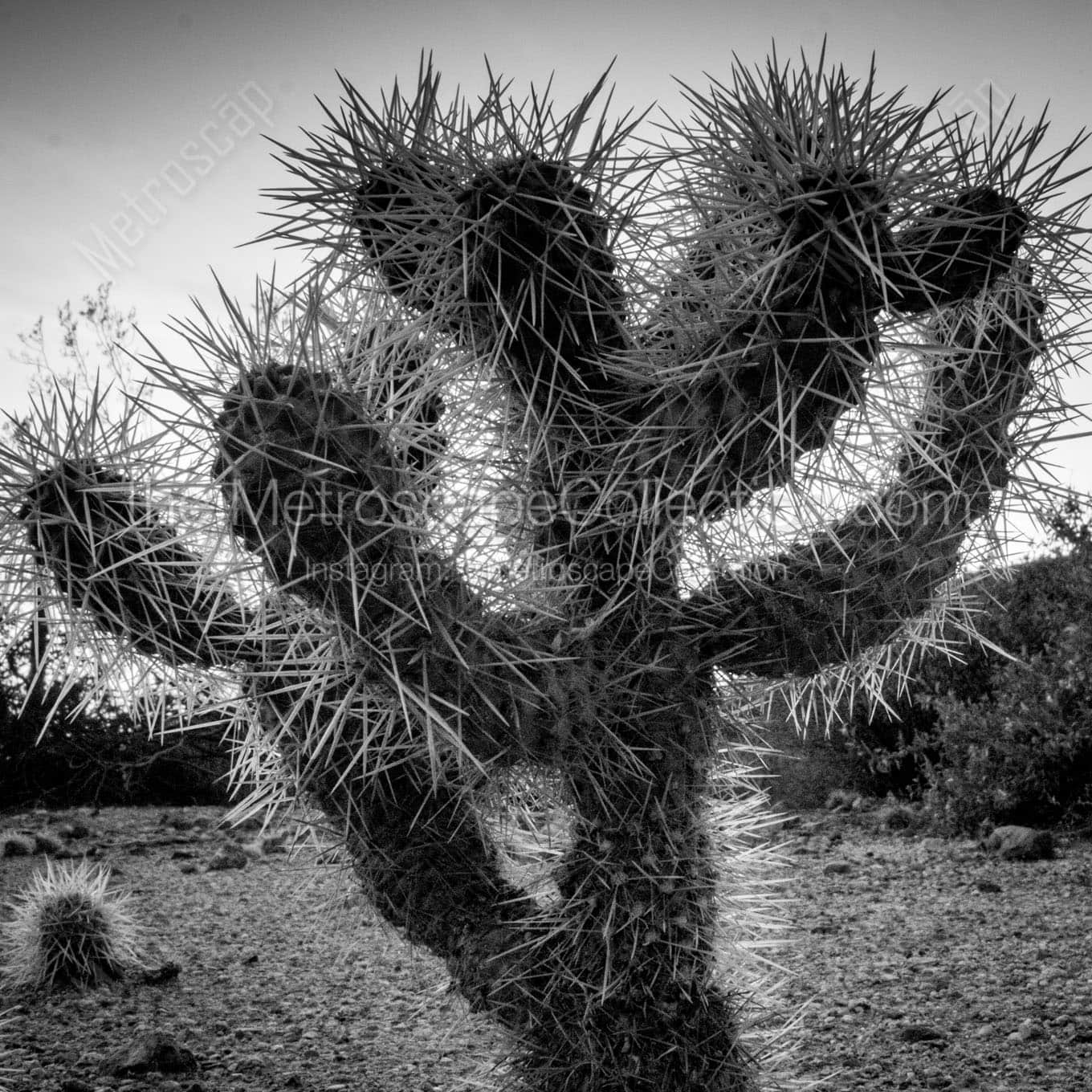 cholla cactus at dusk Black & White Office Art