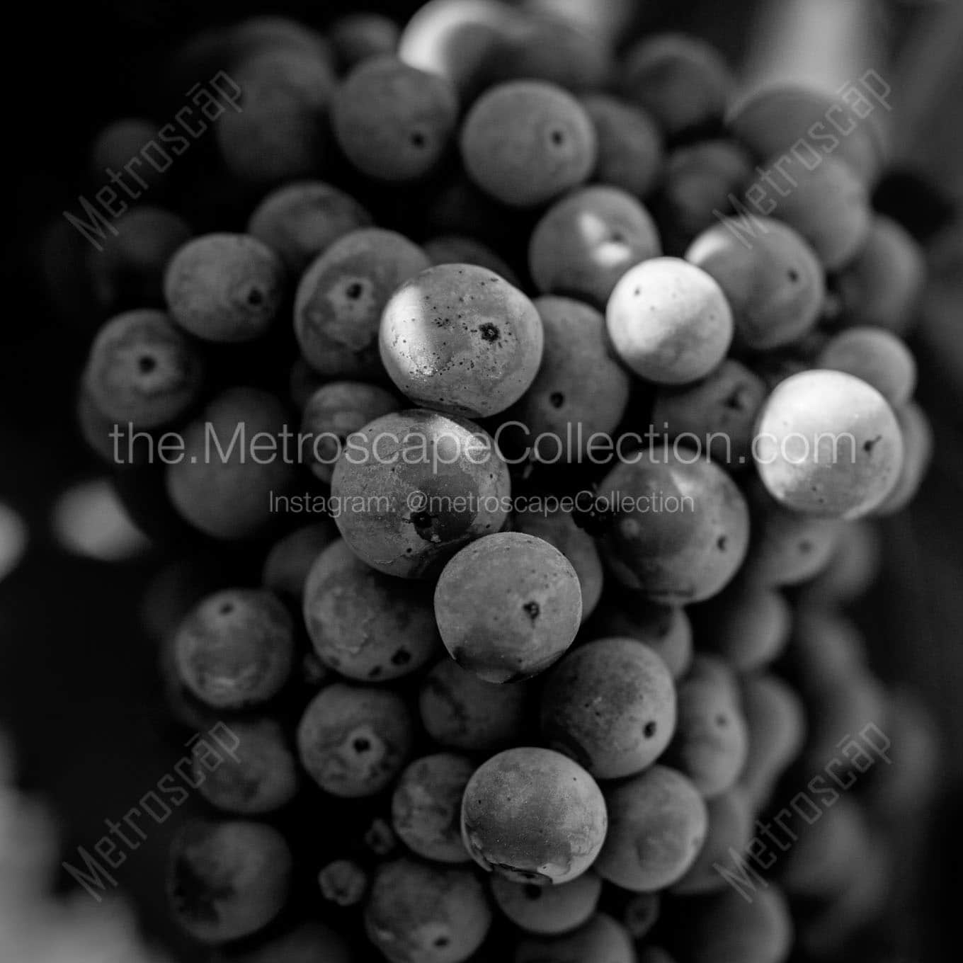 cluster of grapes on the vine Black & White Office Art