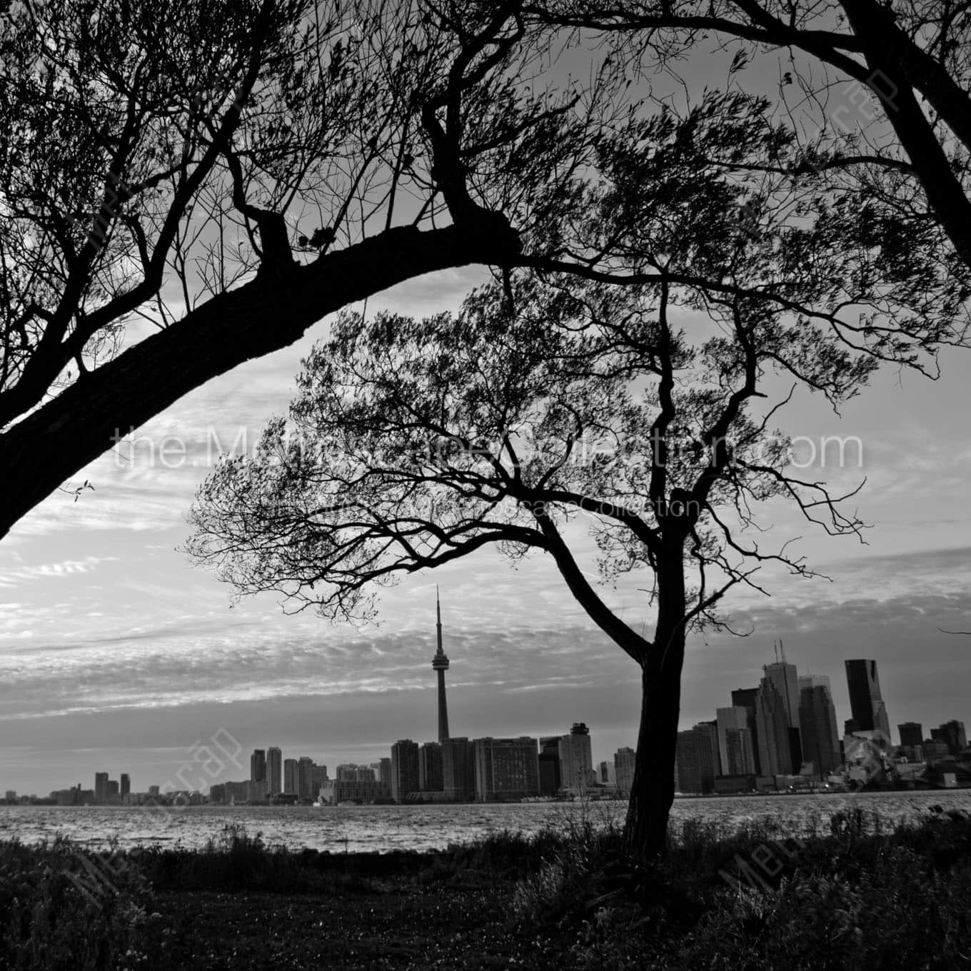 downtown toronto skyline from wards island Black & White Office Art