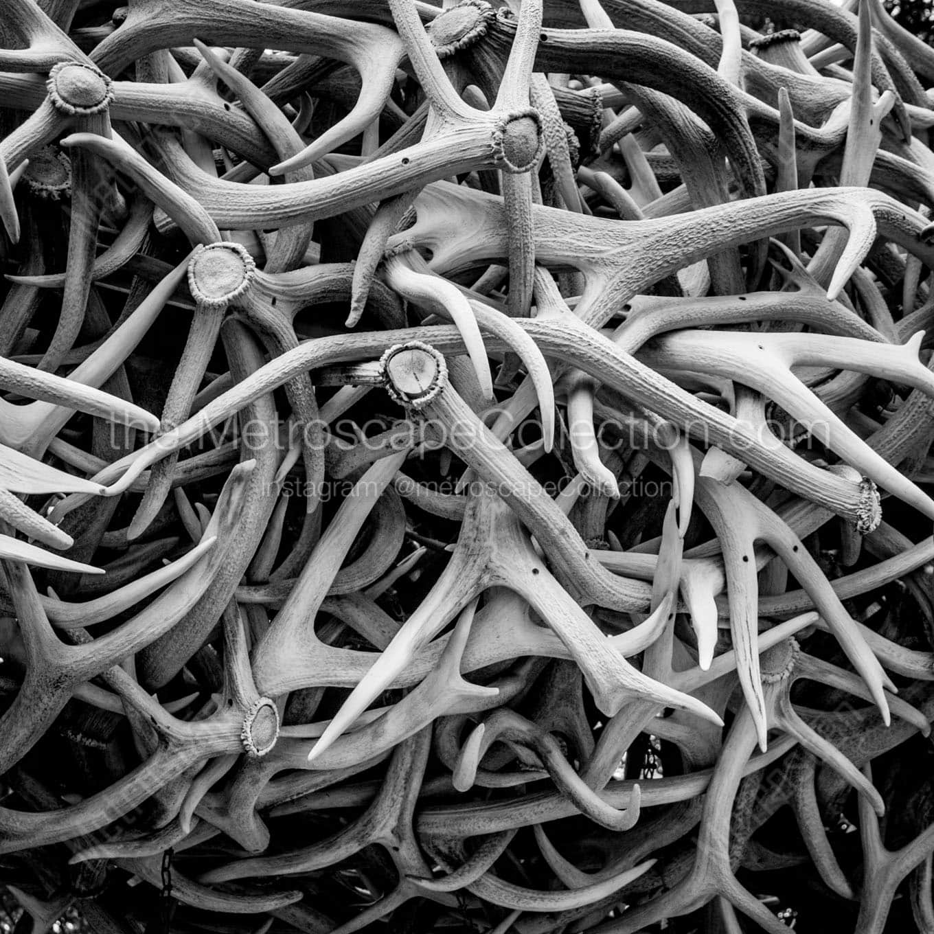 elk antlers Black & White Office Art