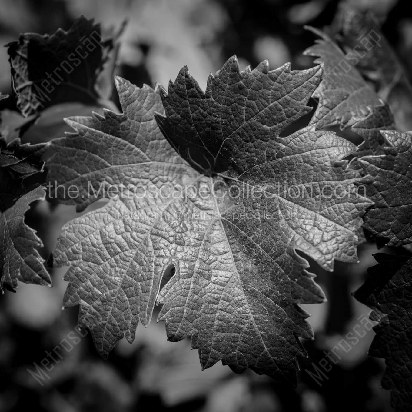 grape leaf Black & White Office Art