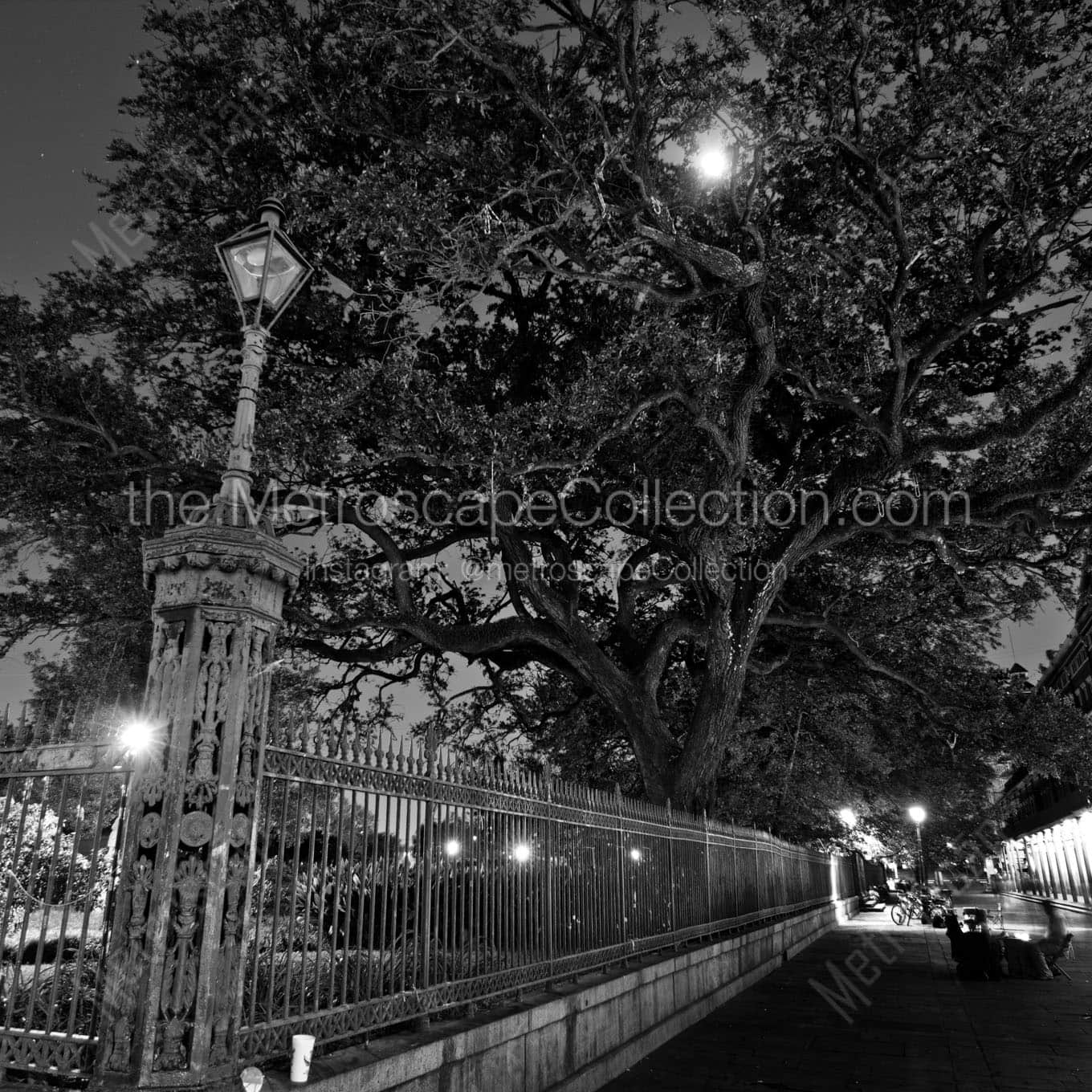 jackson square oak tree full moon Black & White Office Art