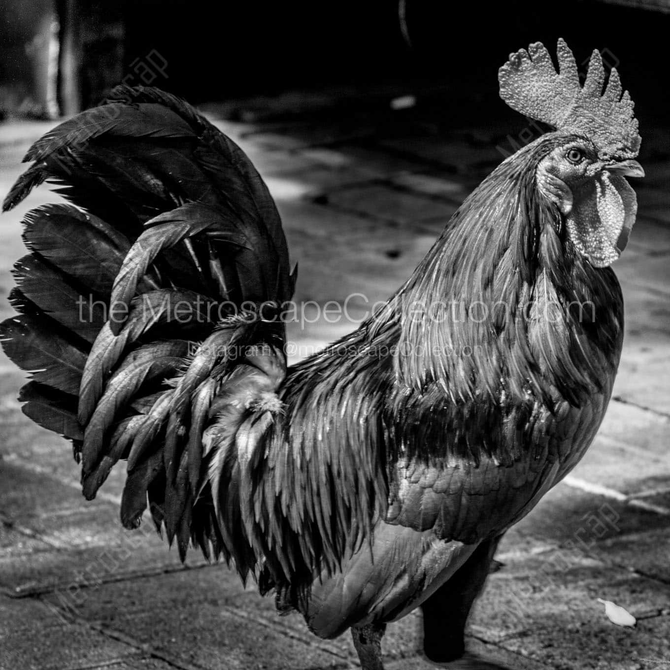 key west rooster Black & White Office Art