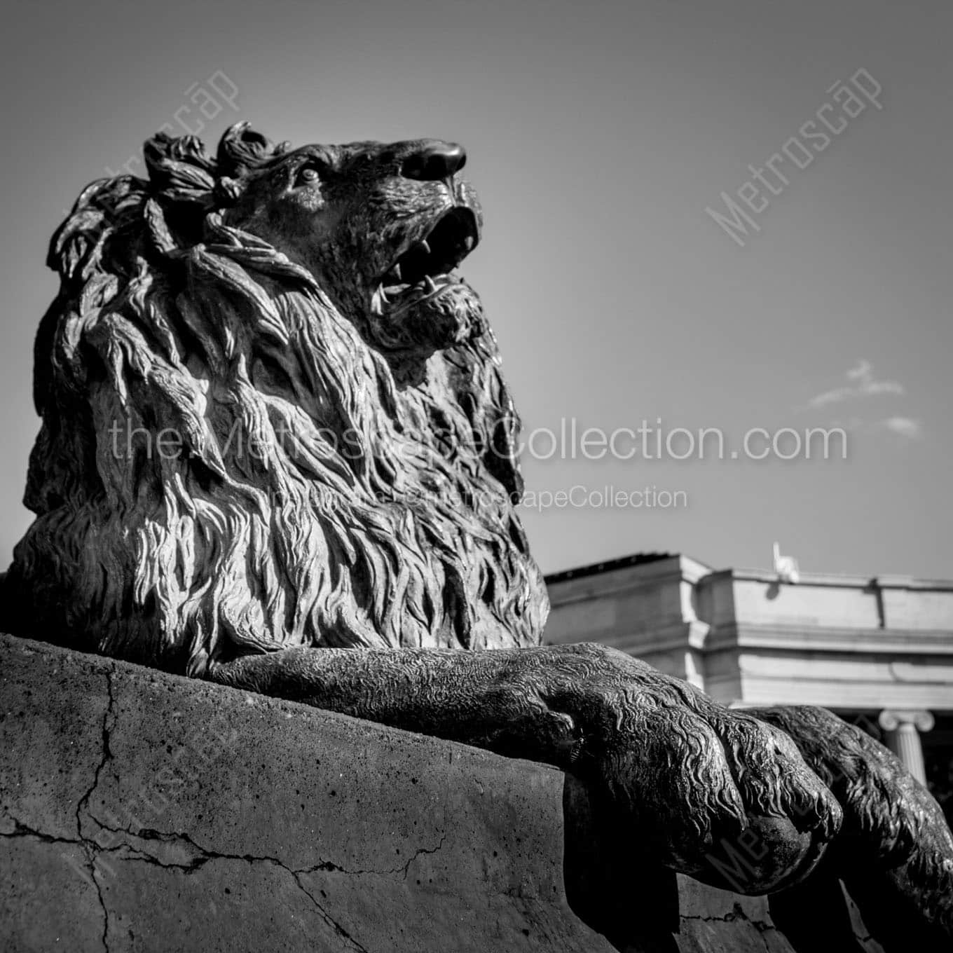 lion in denver civic center park Black & White Office Art