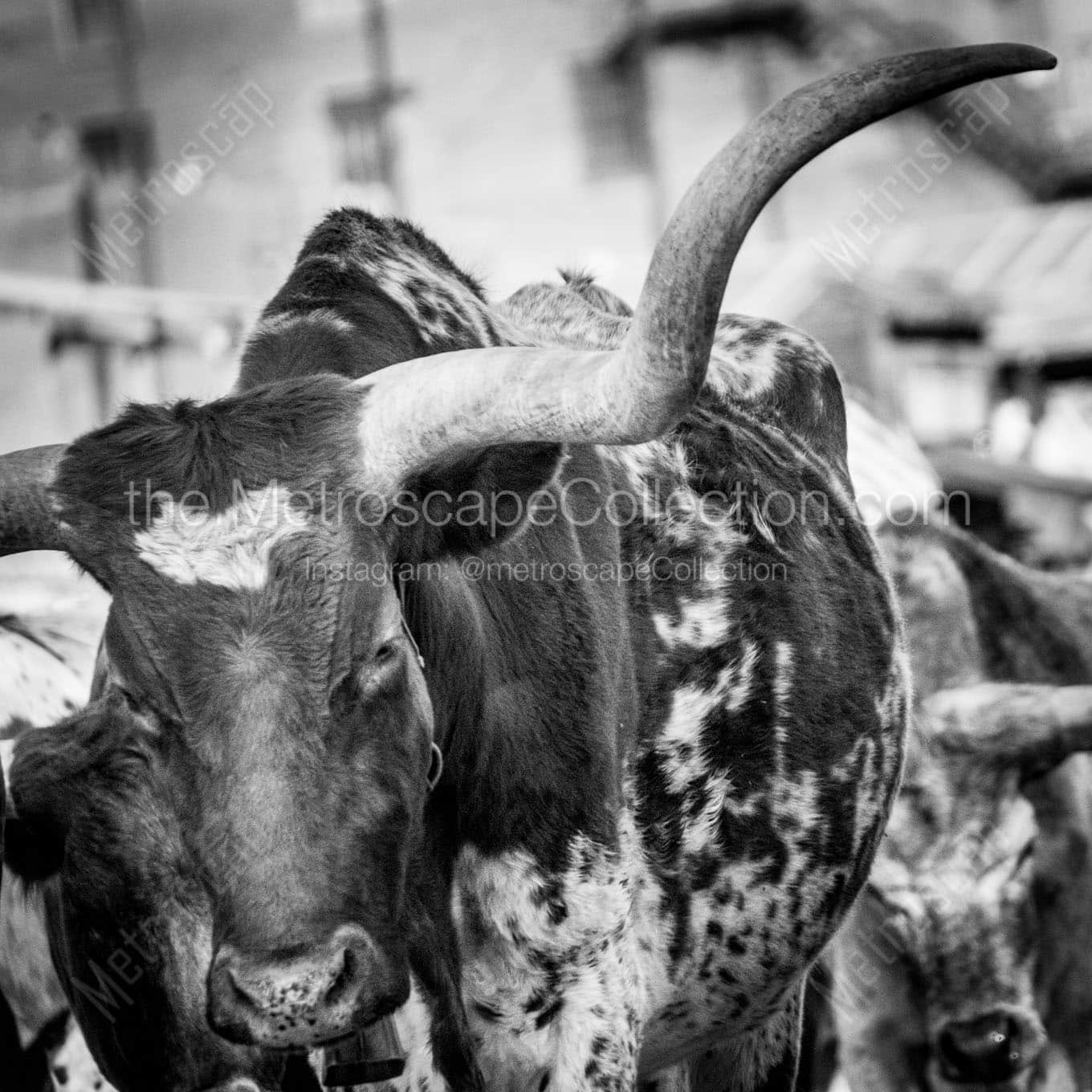 long horn of a texas longhorn Black & White Office Art