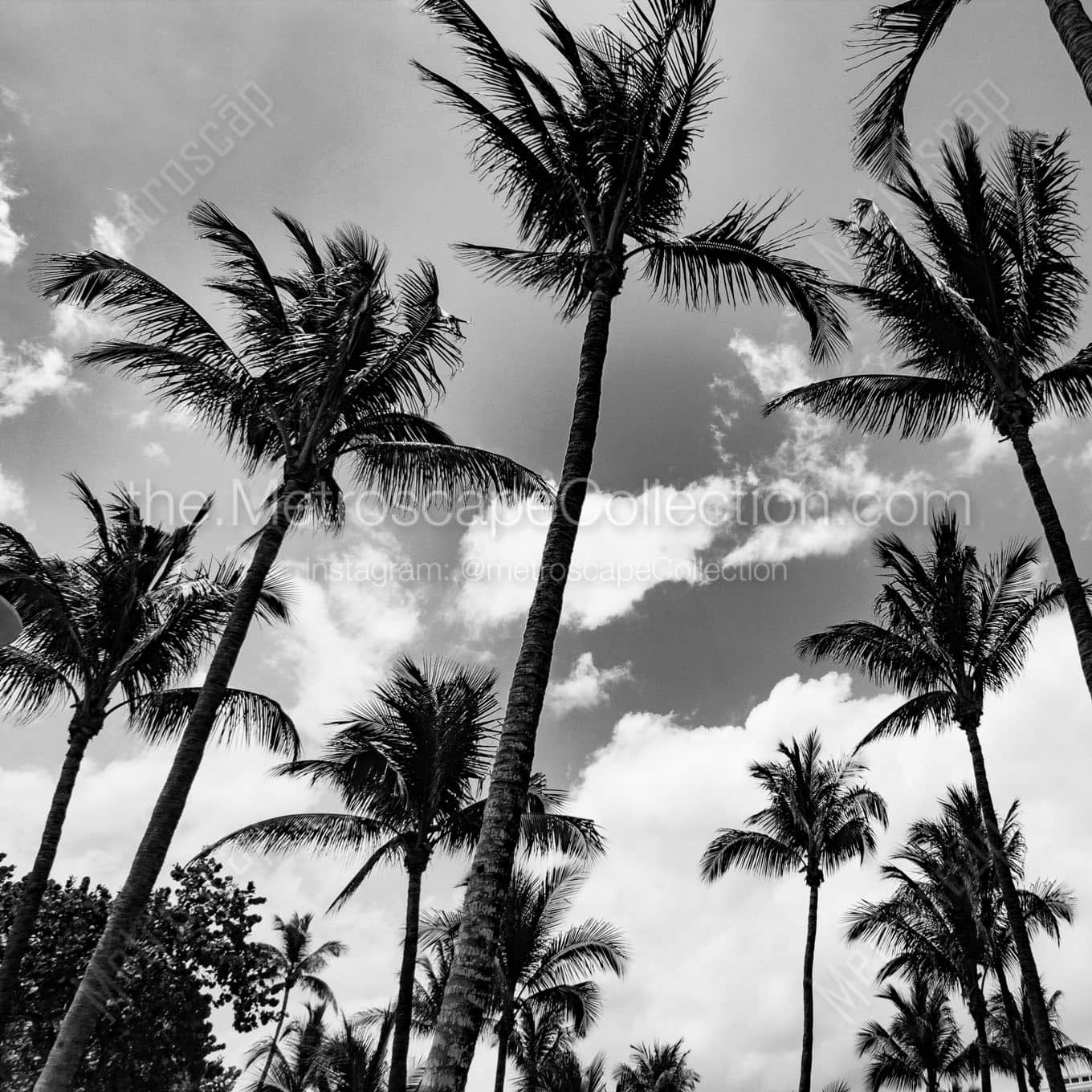 miami beach palm trees Black & White Office Art