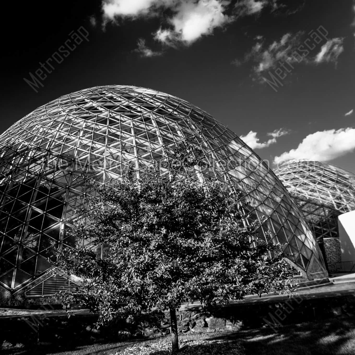 mitchell park domes Black & White Office Art
