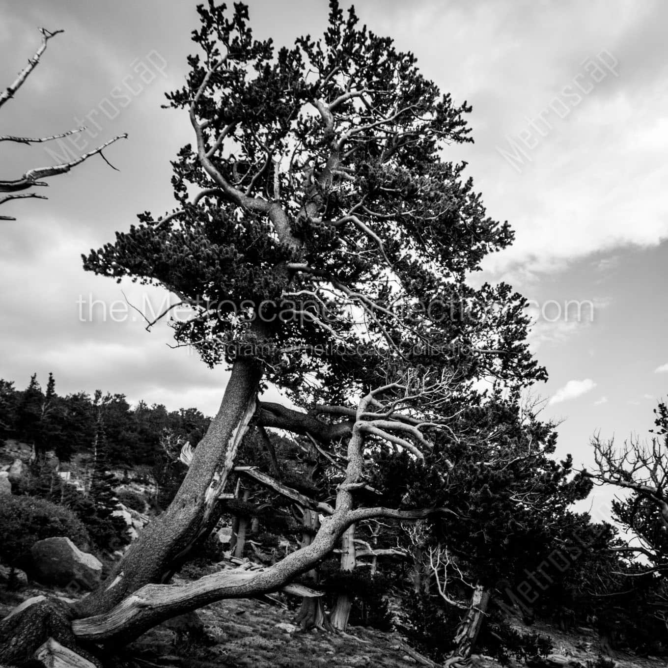 mt evans tree line Black & White Office Art