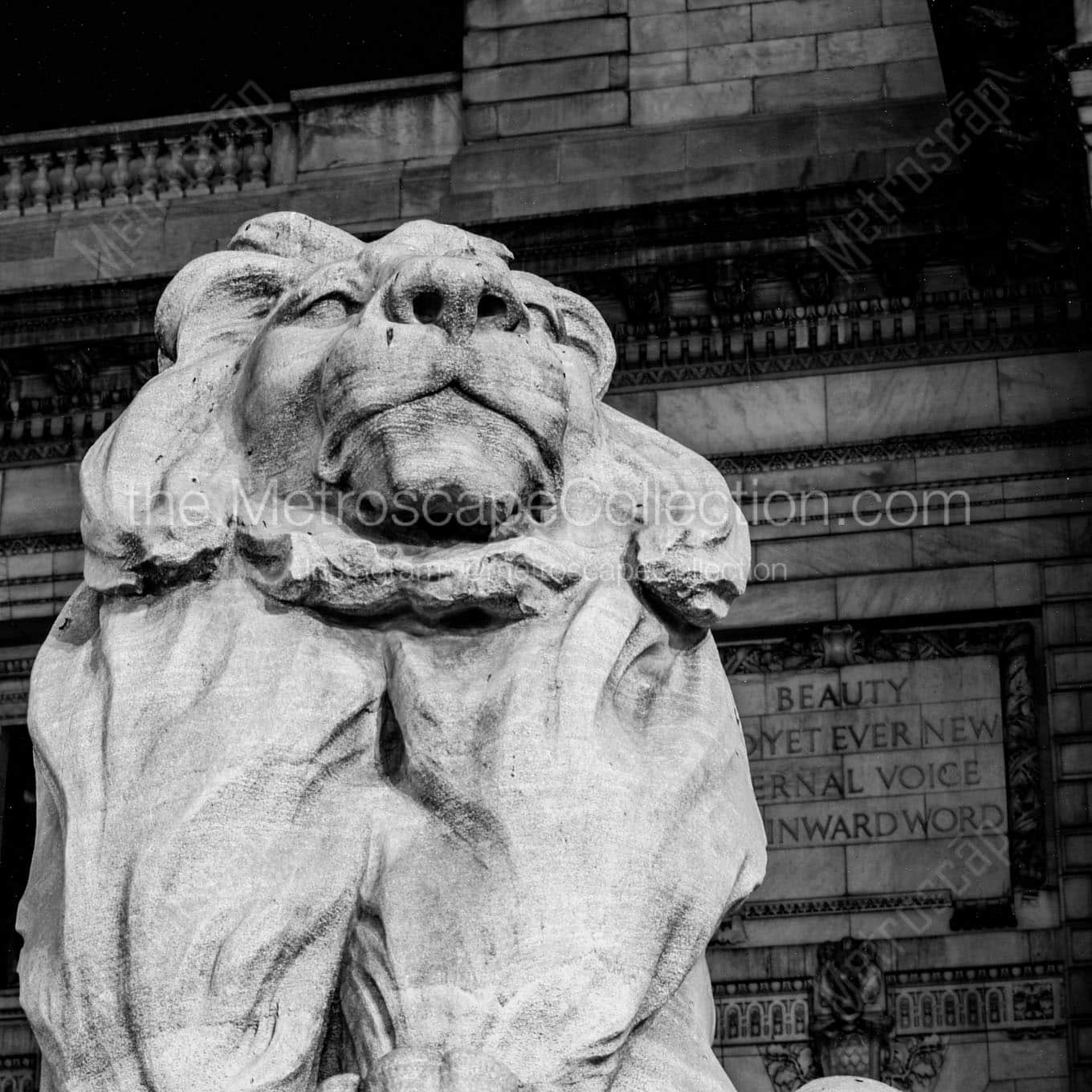 new york public library lion Black & White Office Art