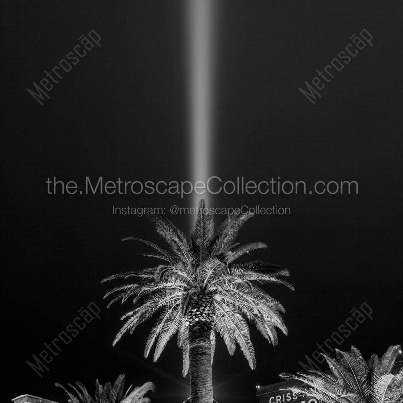 palm tree luxor light beam Black & White Office Art