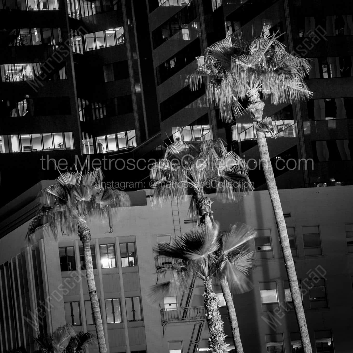 palm trees downtown phoenix Black & White Office Art