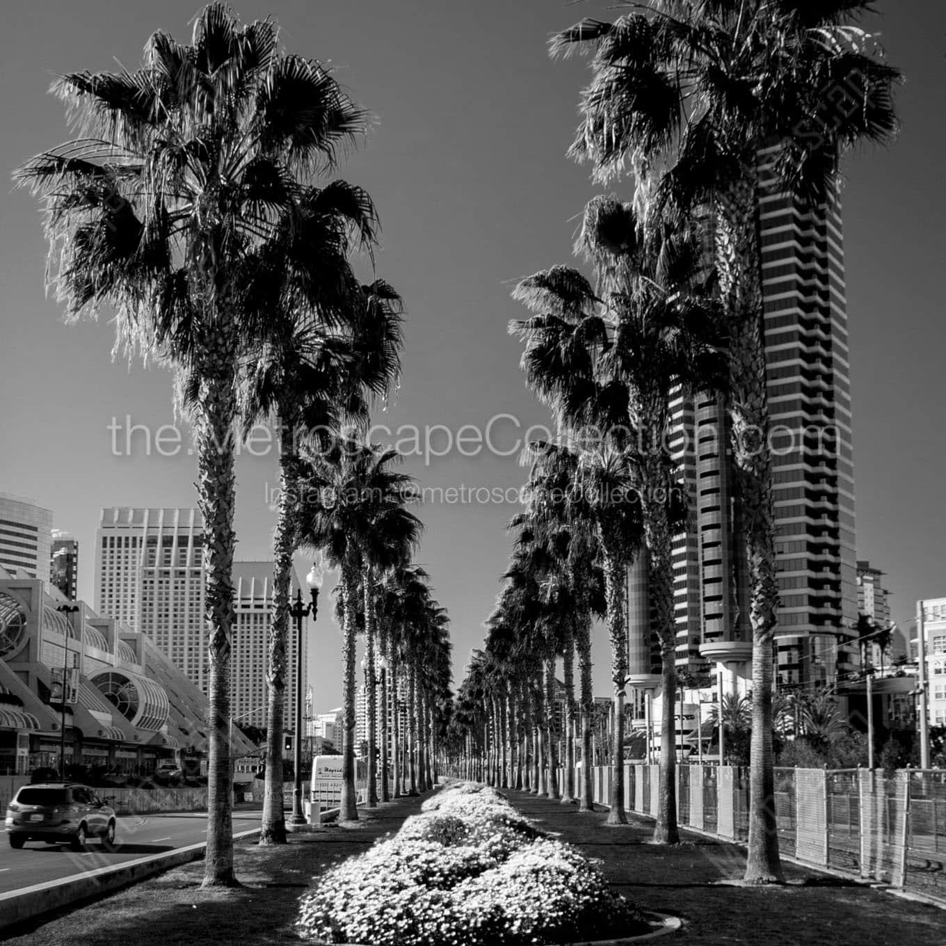 purple flower beds downtown san diego Black & White Office Art