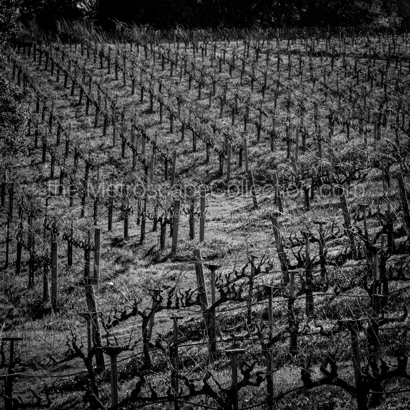 rolling hills of a napa valley vineyard Black & White Office Art