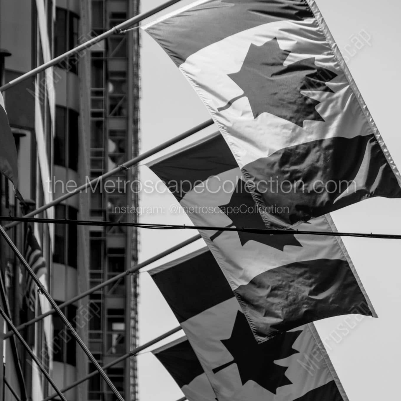 row of canadian flags Black & White Office Art