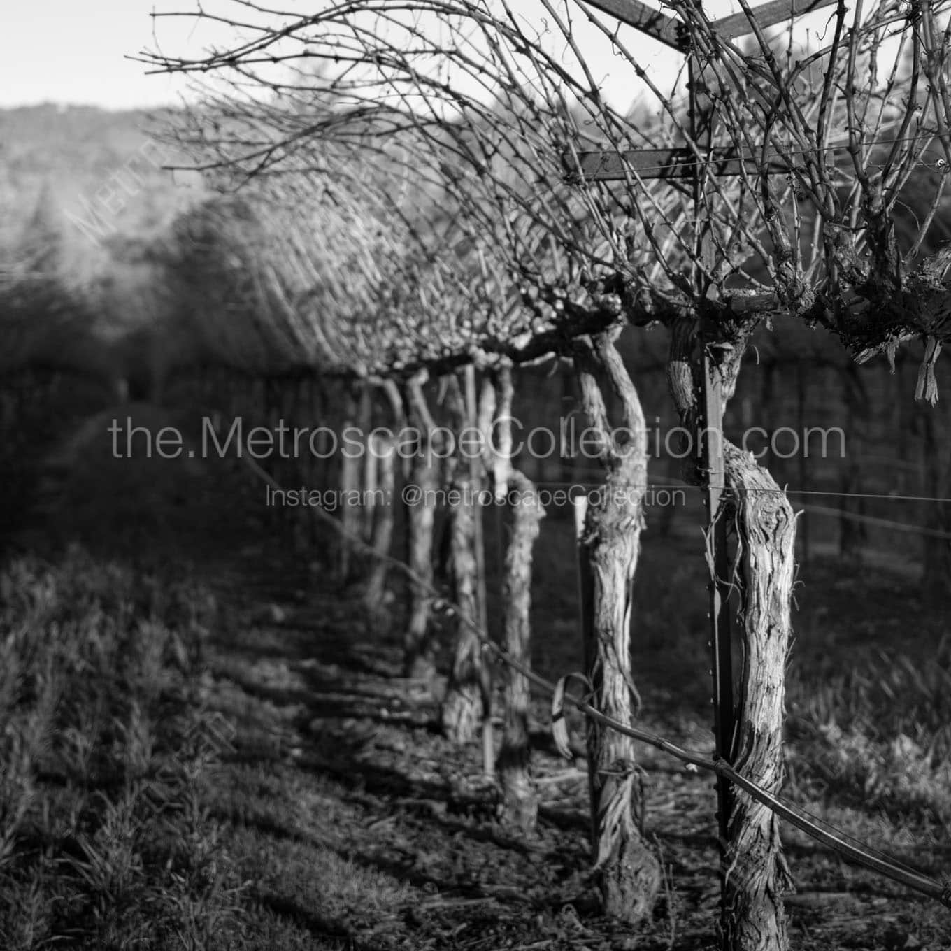 row of grapevines Black & White Office Art