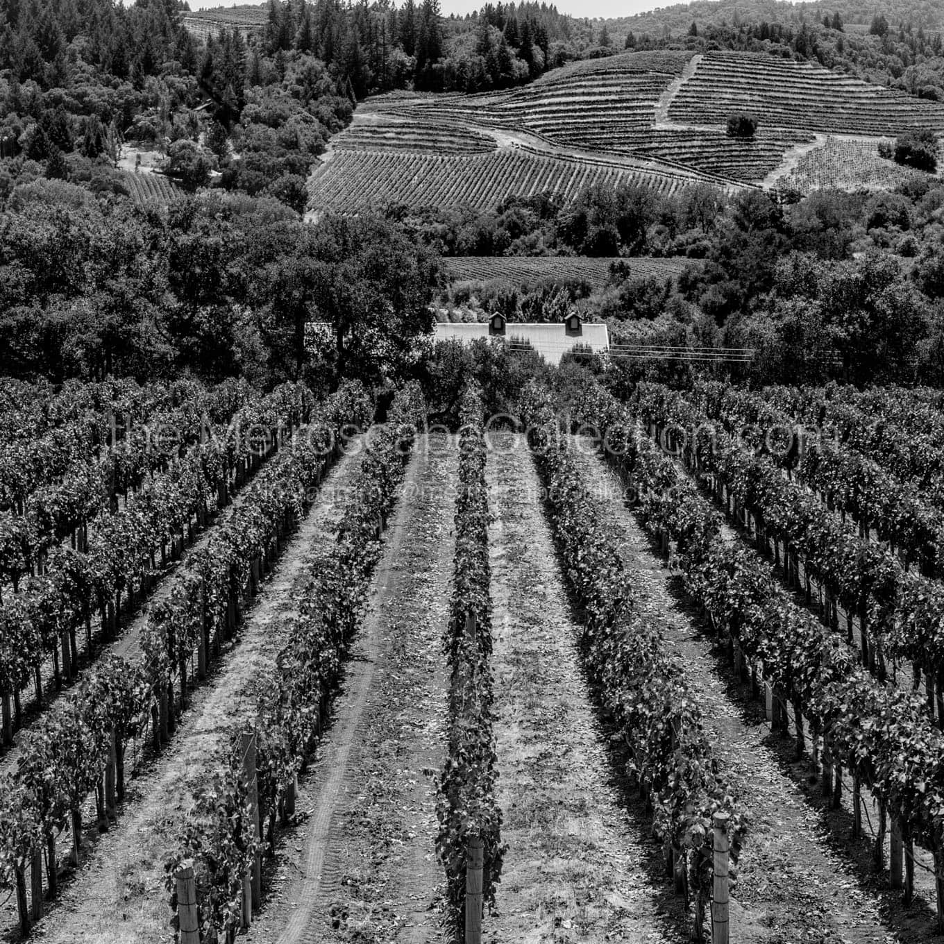 rows of grapevines napa sonoma california Black & White Office Art