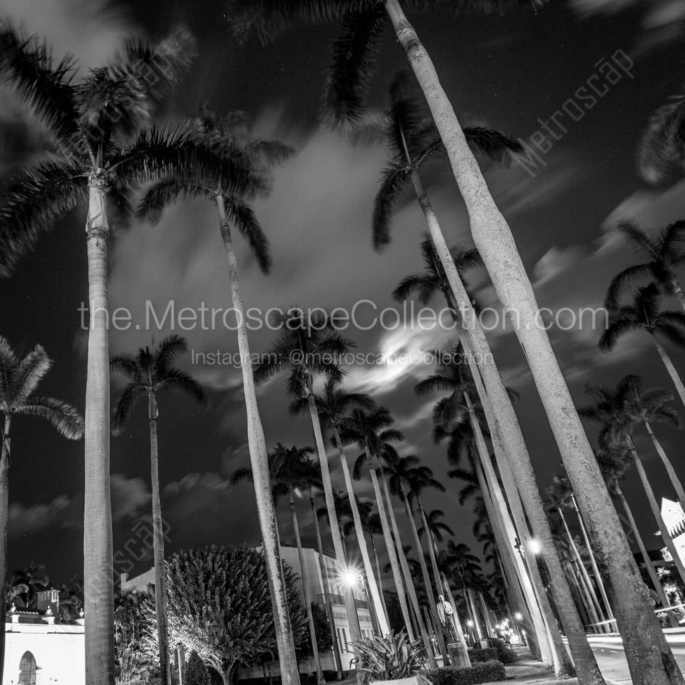 royal palm way on palm beach island Black & White Office Art