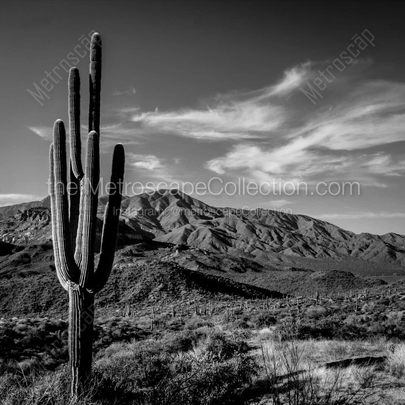 saguaro cactus mazatzal mountains Black & White Office Art