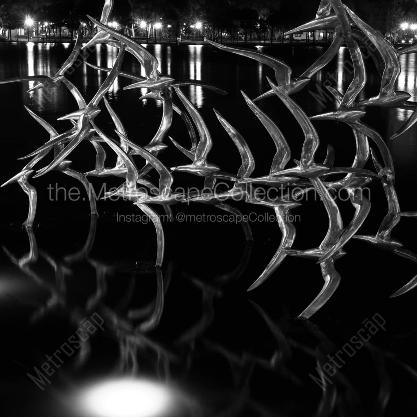 silver sea gulls lake eola Black & White Office Art