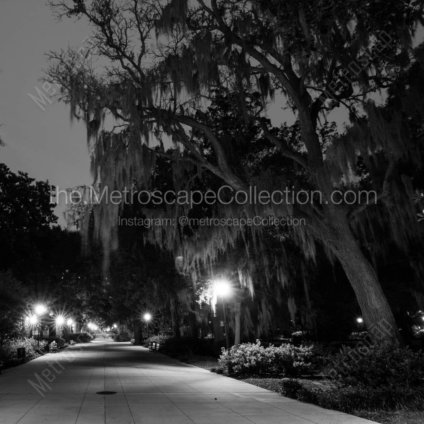 spanish moss on oak trees forsyth park Black & White Office Art