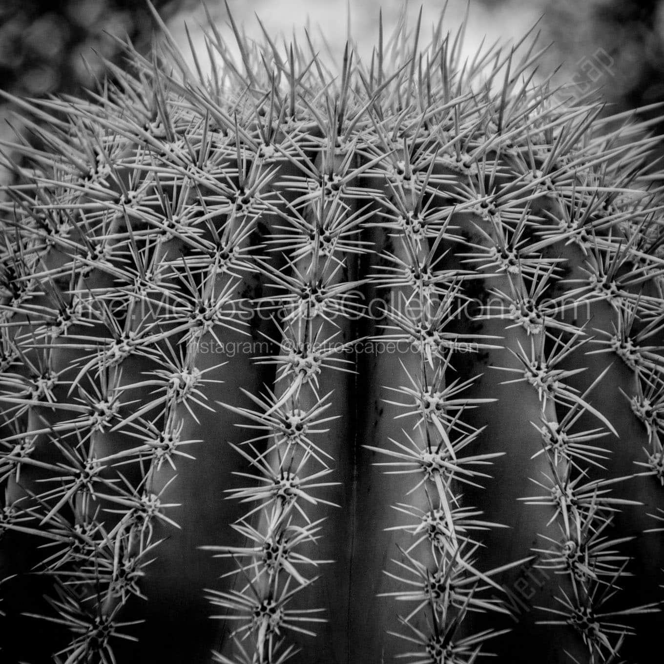 spikes on saguaro cactus Black & White Office Art