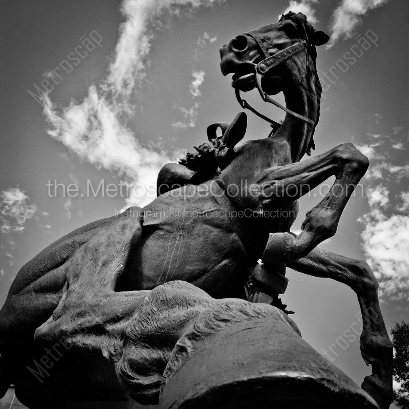 spirit of wyoming horse Black & White Office Art