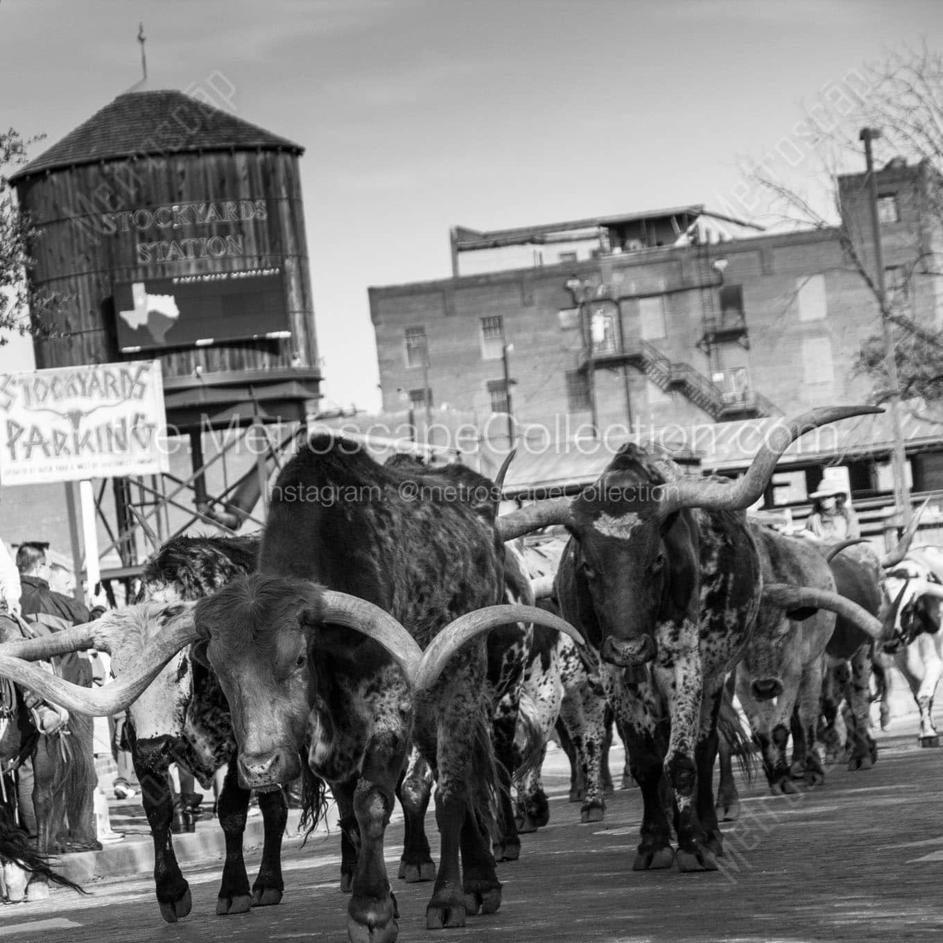 stockyard cattle drive Black & White Office Art
