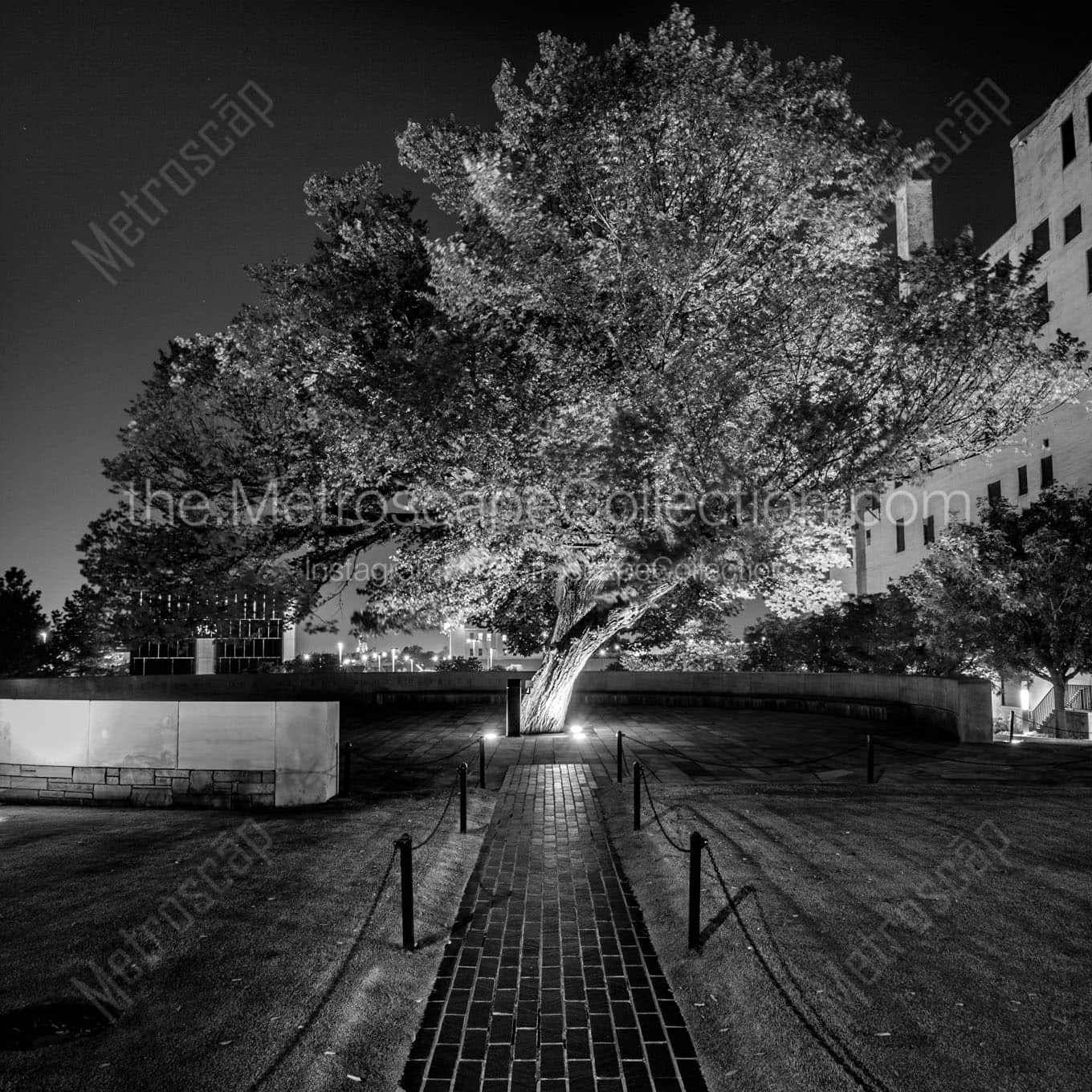 survivor tree okc memorial Black & White Office Art