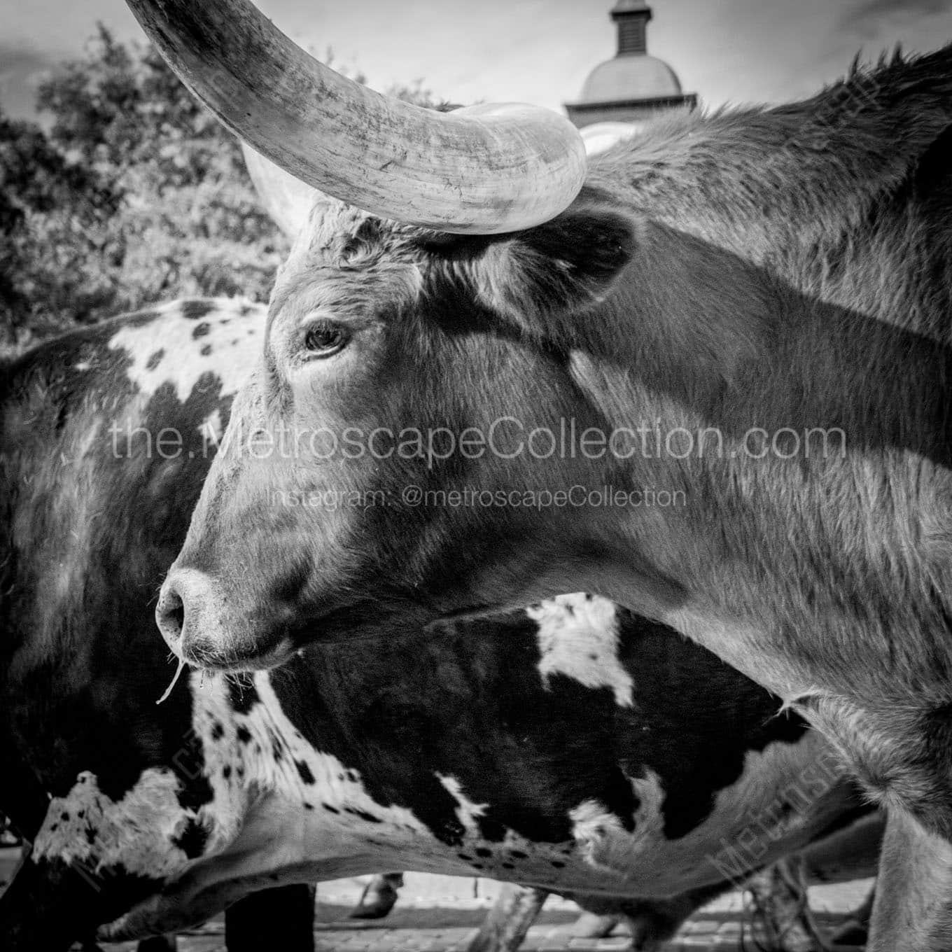 texas longhorn Black & White Office Art