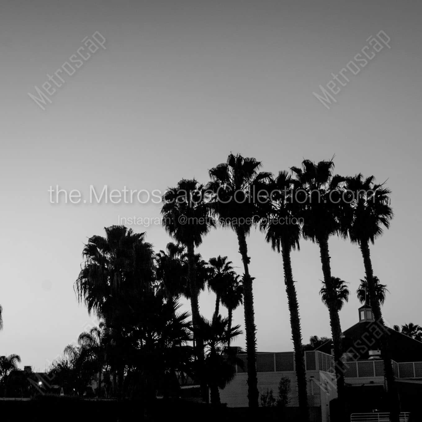 washingtonia palm trees on coronado island Black & White Office Art