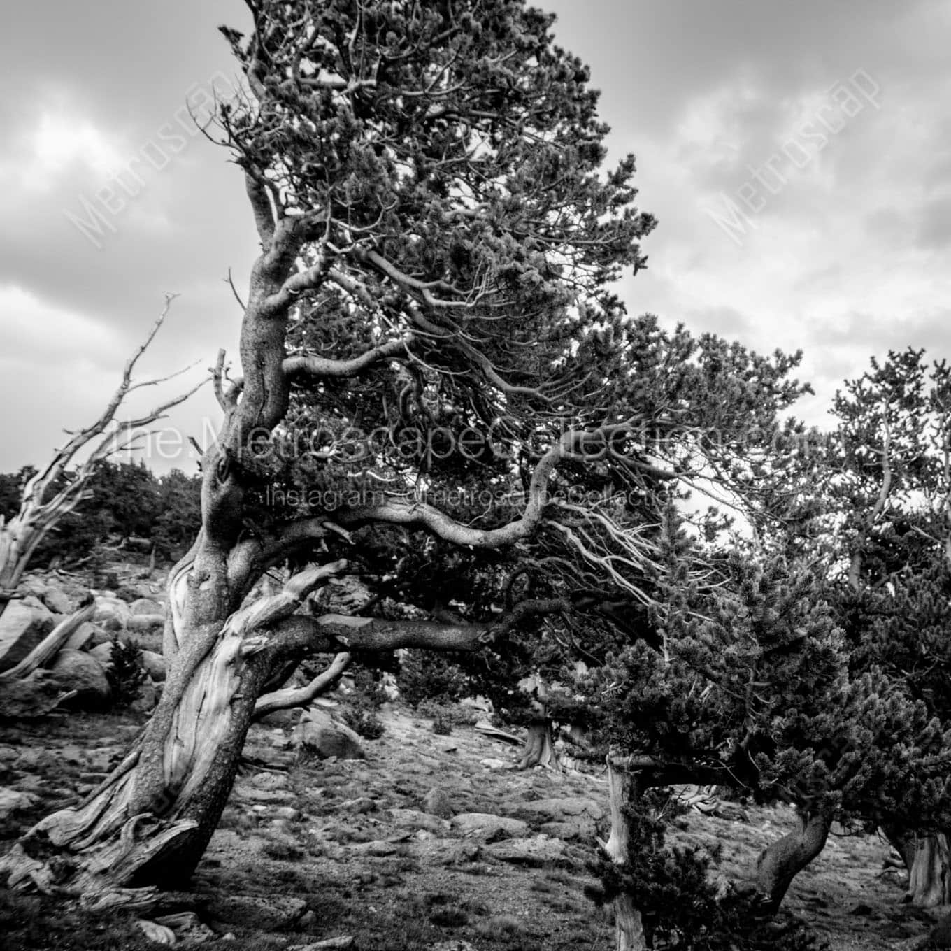 wind swept pine mt evans tree line Black & White Office Art